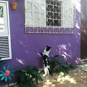 Margo , Natal Brasil